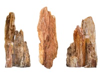Myanmar Petrified Stone